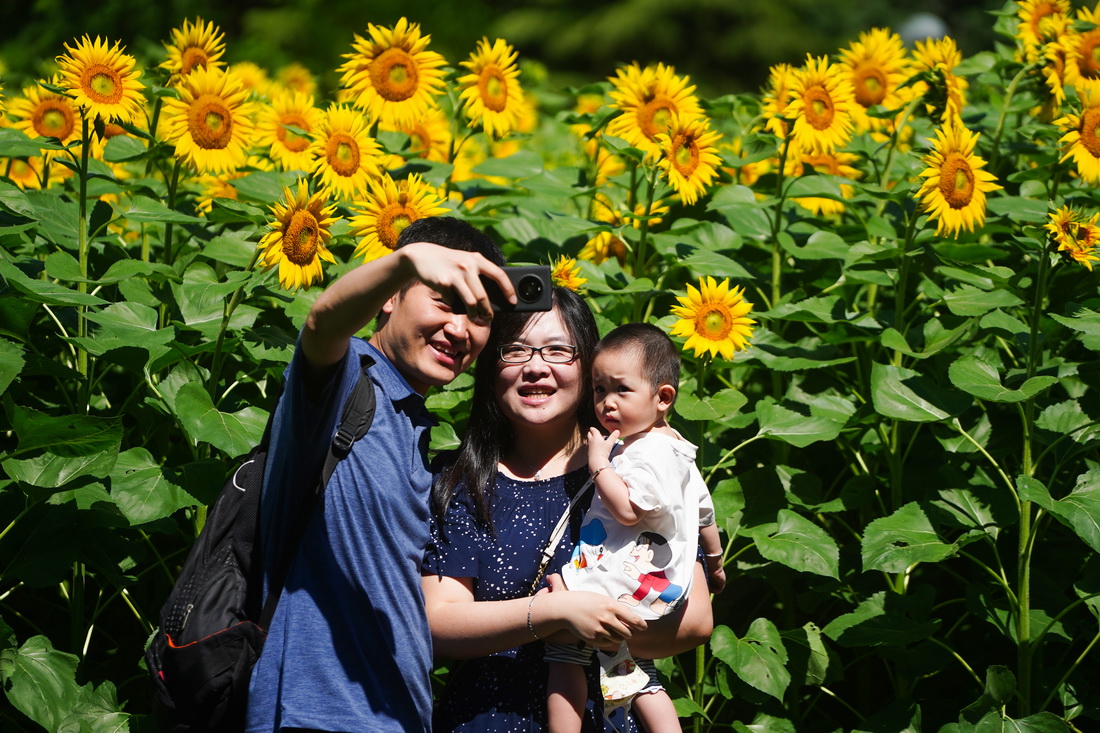 7月4日，游客在北京奥林匹克森林公园北园的向日葵花田旁自拍。