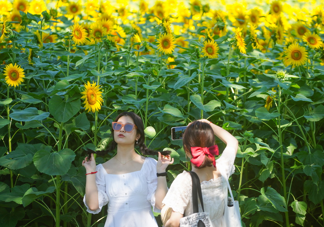 7月4日，游客在北京奥林匹克森林公园北园的向日葵花田旁拍照。