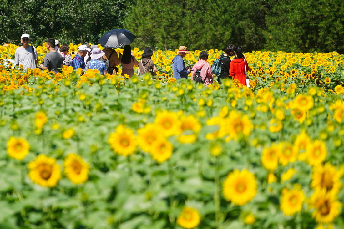 7月4日，游客在北京奥林匹克森林公园北园观赏向日葵。