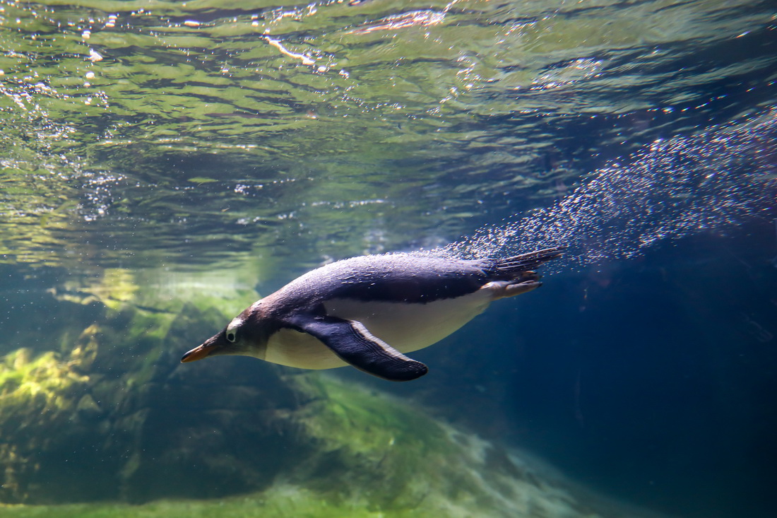 这是7月5日在比利时布吕热莱特的天堂动物园拍摄的巴布亚企鹅。