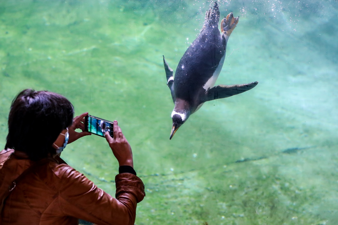 7月5日，游客在比利时布吕热莱特的天堂动物园拍摄巴布亚企鹅。