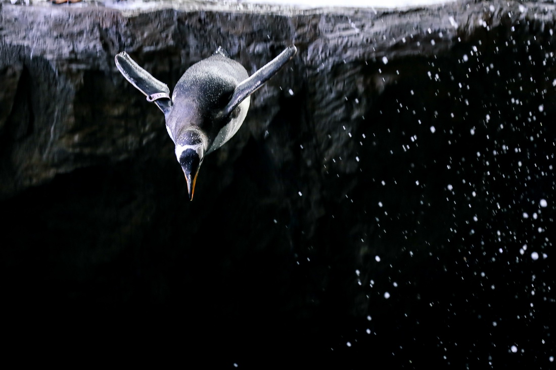7月5日，在比利时布吕热莱特的天堂动物园，一只巴布亚企鹅跳向水中。