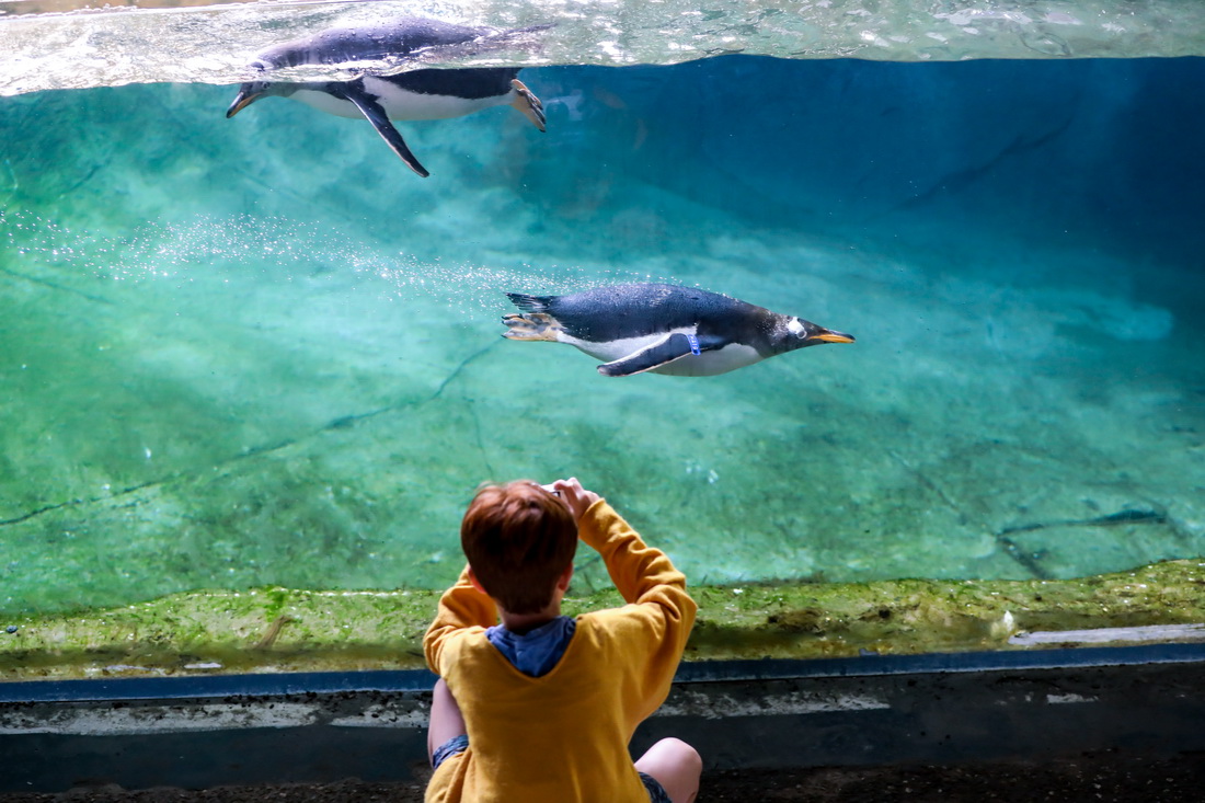 7月5日，一名儿童在比利时布吕热莱特的天堂动物园拍摄巴布亚企鹅。