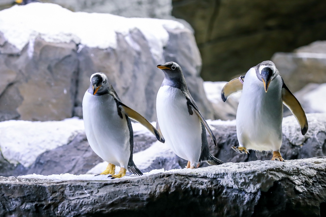 這是7月5日在比利時布呂熱萊特的天堂動物園拍攝的巴布亞企鵝。