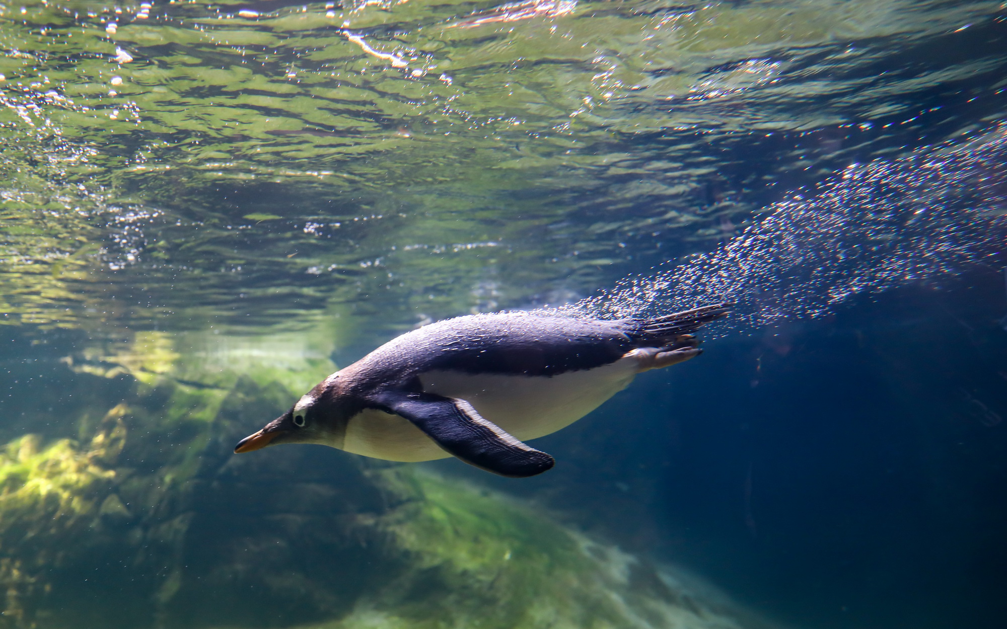 ����ʱ�����ö���԰��İͲ������