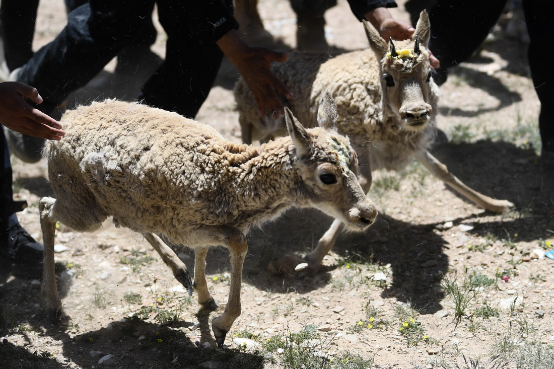 7月7日，在可可西裡索南達杰保護站野生動物救助中心，藏羚羊被放歸大自然。