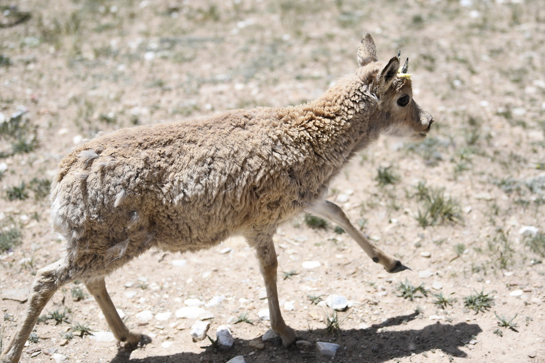 7月7日，在可可西裡索南達杰保護站野生動物救助中心，一隻藏羚羊被放歸大自然。