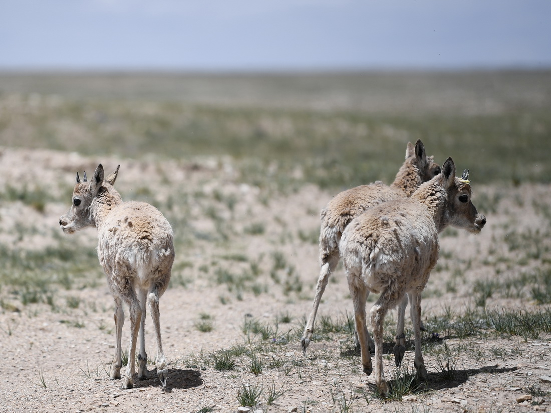 7月7日，在可可西裡索南達杰保護站野生動物救助中心，藏羚羊被放歸大自然。