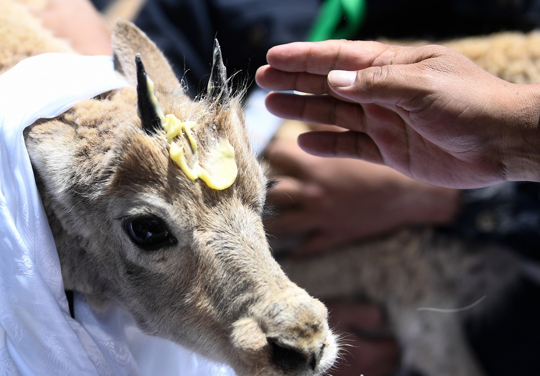 7月7日，在可可西裡索南達杰保護站野生動物救助中心，可可西裡巡山隊員按照風俗，在藏羚羊額頭上涂抹酥油表達祝福。