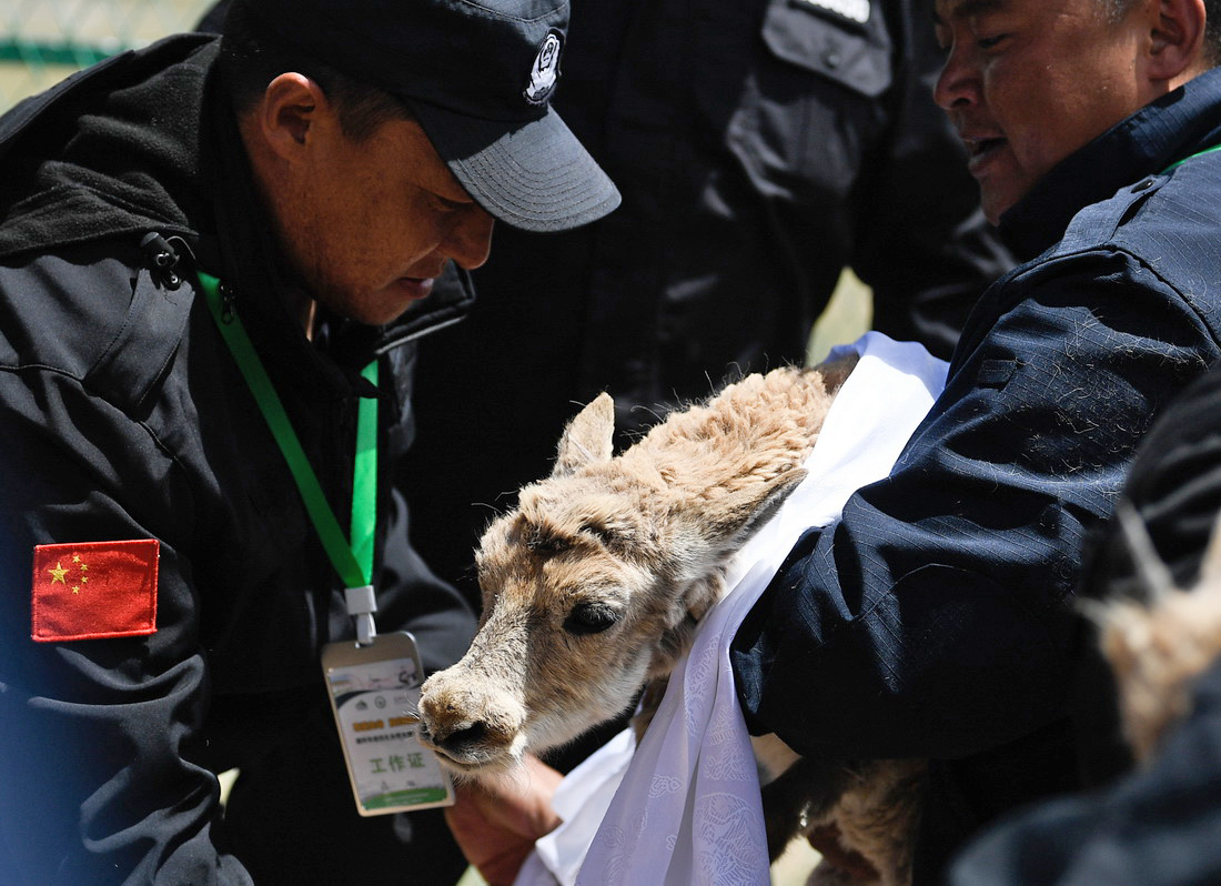 7月7日，在可可西裡索南達杰保護站野生動物救助中心，一隻藏羚羊被放歸大自然。