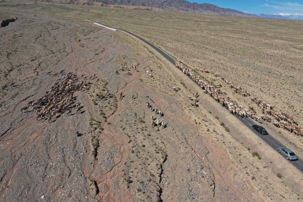 7月7日，阿克塞縣紅柳灣鎮加爾烏宗村牧民趕著數百頭駱駝前往夏季牧場（無人機照片）。