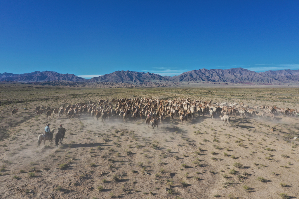 7月7日，阿克塞縣紅柳灣鎮加爾烏宗村牧民趕著數百頭駱駝前往夏季牧場（無人機照片）。