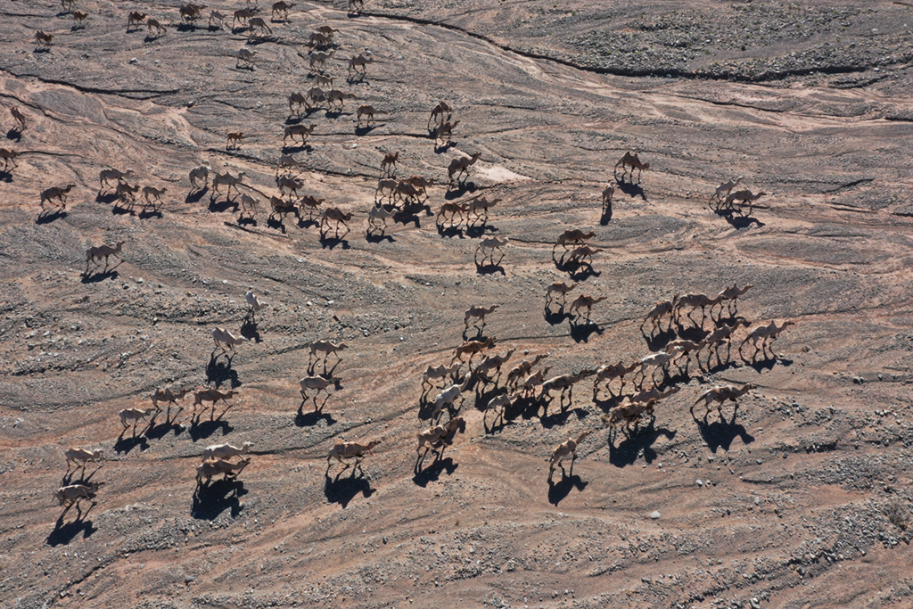 7月7日，阿克塞縣紅柳灣鎮加爾烏宗村牧民飼養的數百頭駱駝前往夏季牧場（無人機照片）。