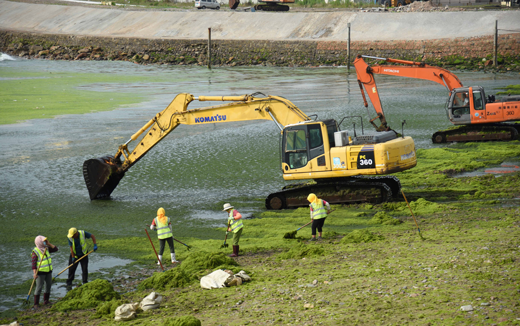 7月6日，工作人员在岸边清理浒苔。