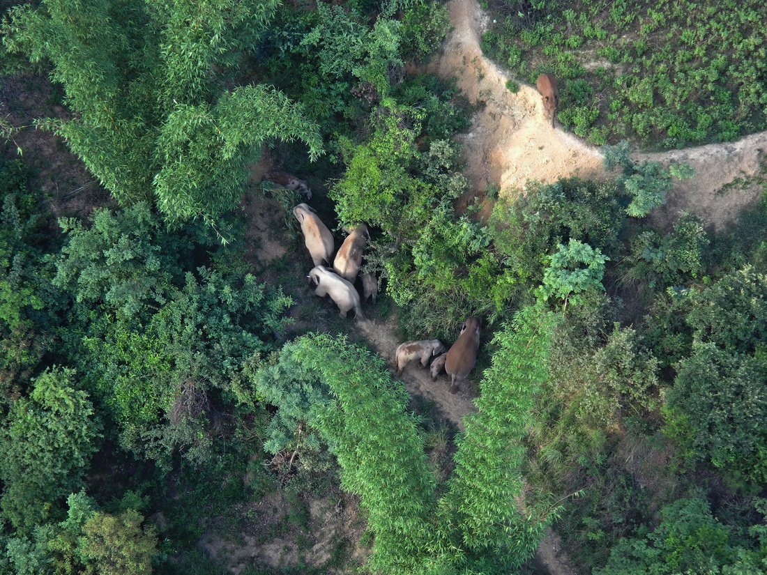 7月10日在红河州石屏县拍摄的象群（无人机照片）。