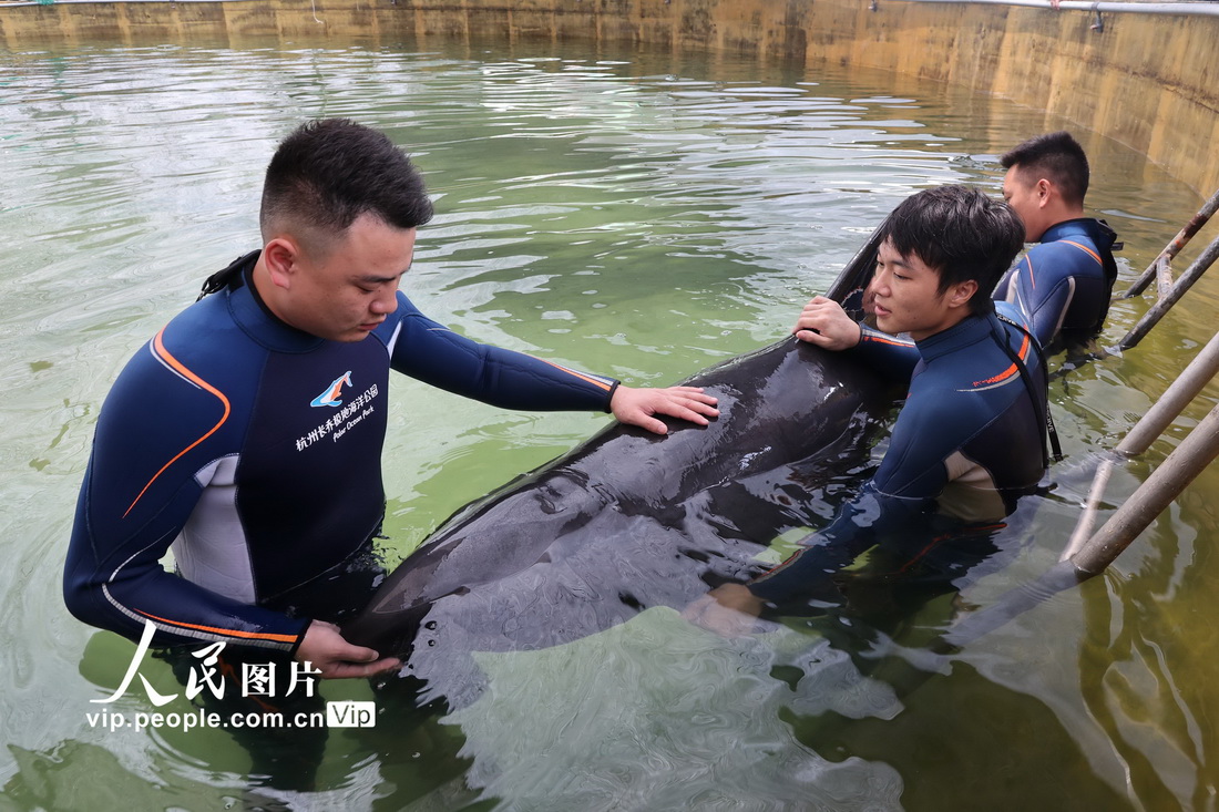 浙江臨海：全力救治擱淺瓜頭鯨