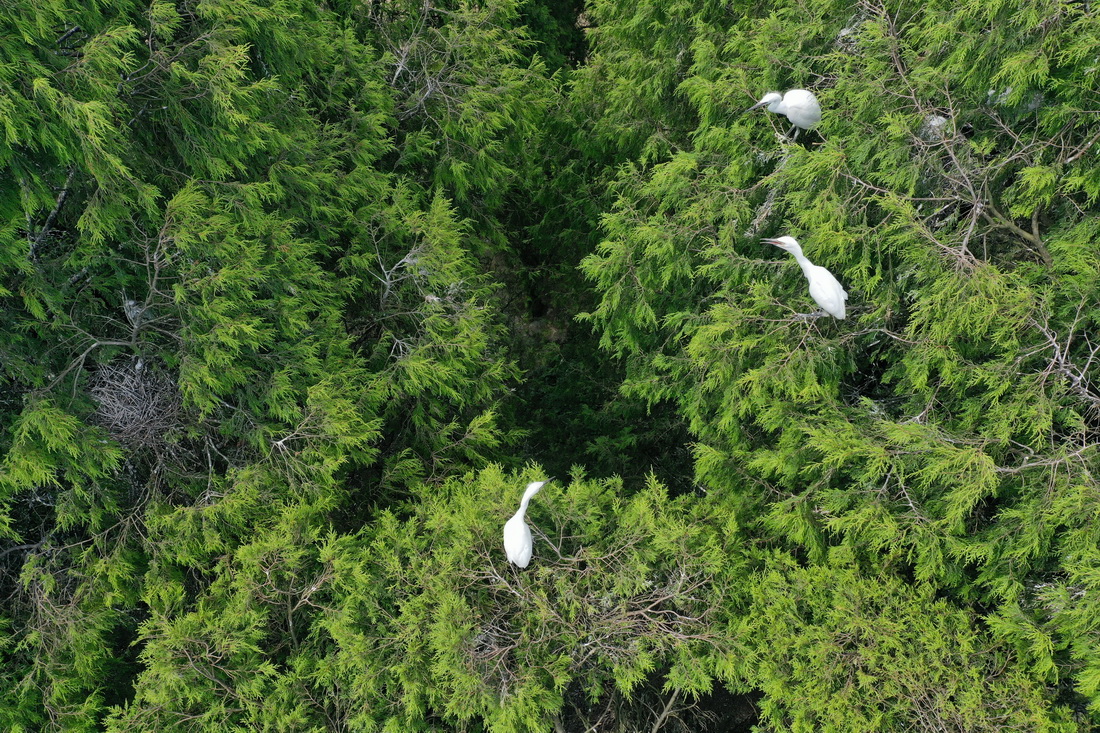這是在貴州省黔東南苗族侗族自治州岑鞏縣天星鄉林區拍攝的白鷺（7月12日攝，無人機照片）。