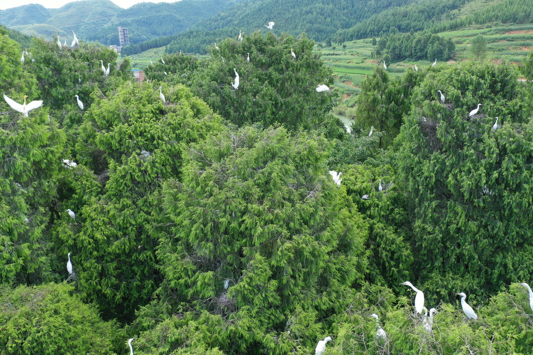 这是在贵州省黔东南苗族侗族自治州岑巩县天星乡林区拍摄的鹭群（7月12日摄，无人机照片）。