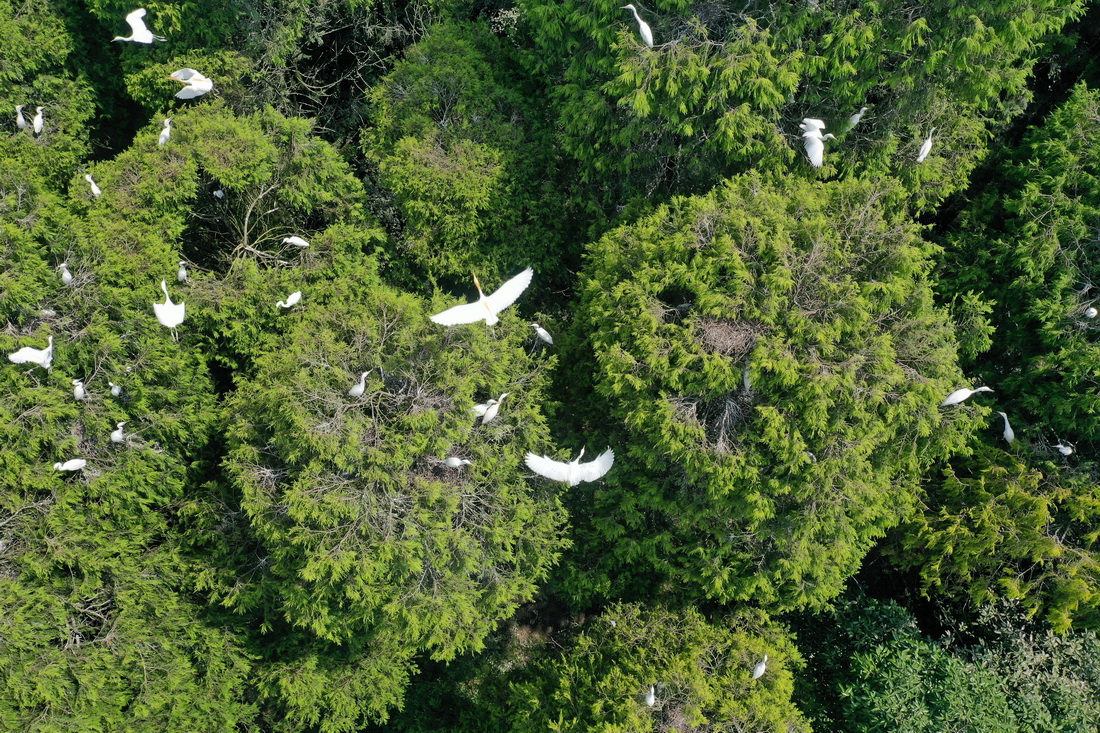 這是在貴州省黔東南苗族侗族自治州岑鞏縣天星鄉林區拍攝的鷺群（7月12日攝，無人機照片）。