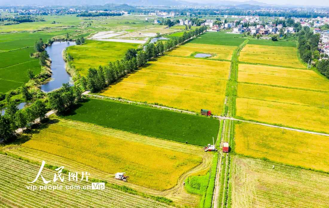 2021年7月13日，在江西省九江市都昌县蔡岭镇杨湾村，农民驾驶收割机在田间收割早稻。