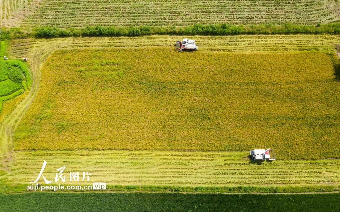 2021年7月13日，在江西省九江市都昌縣蔡嶺鎮楊灣村，農民駕駛收割機在田間收割早稻。