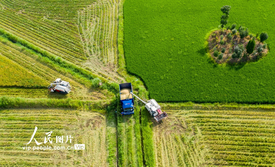 2021年7月13日，在江西省九江市都昌縣蔡嶺鎮楊灣村，農民駕駛收割機在田間收割早稻。