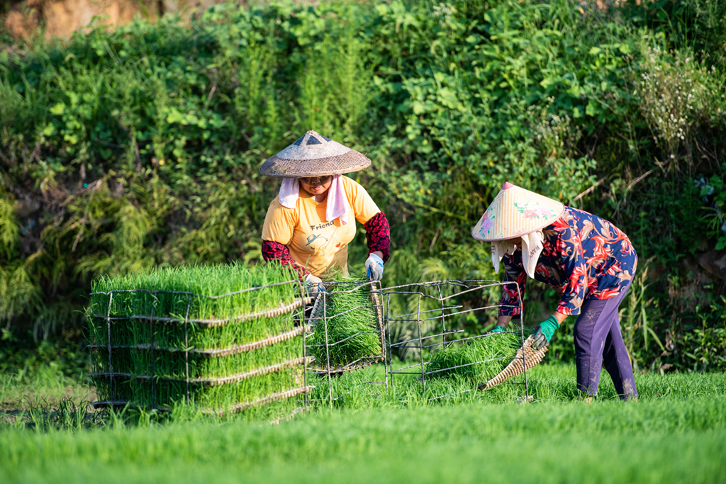 7月14日，湖南省湘乡市育�F乡南水村的村民在起秧苗。新华社记者 陈思汗 摄