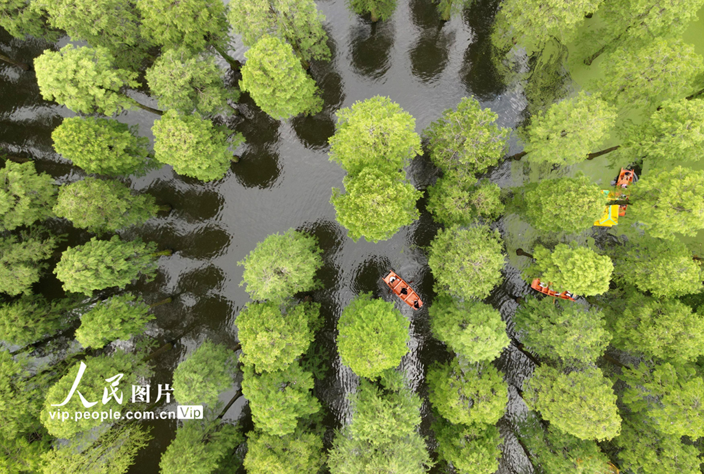 江苏扬州：“水上森林”觅清凉【3】
