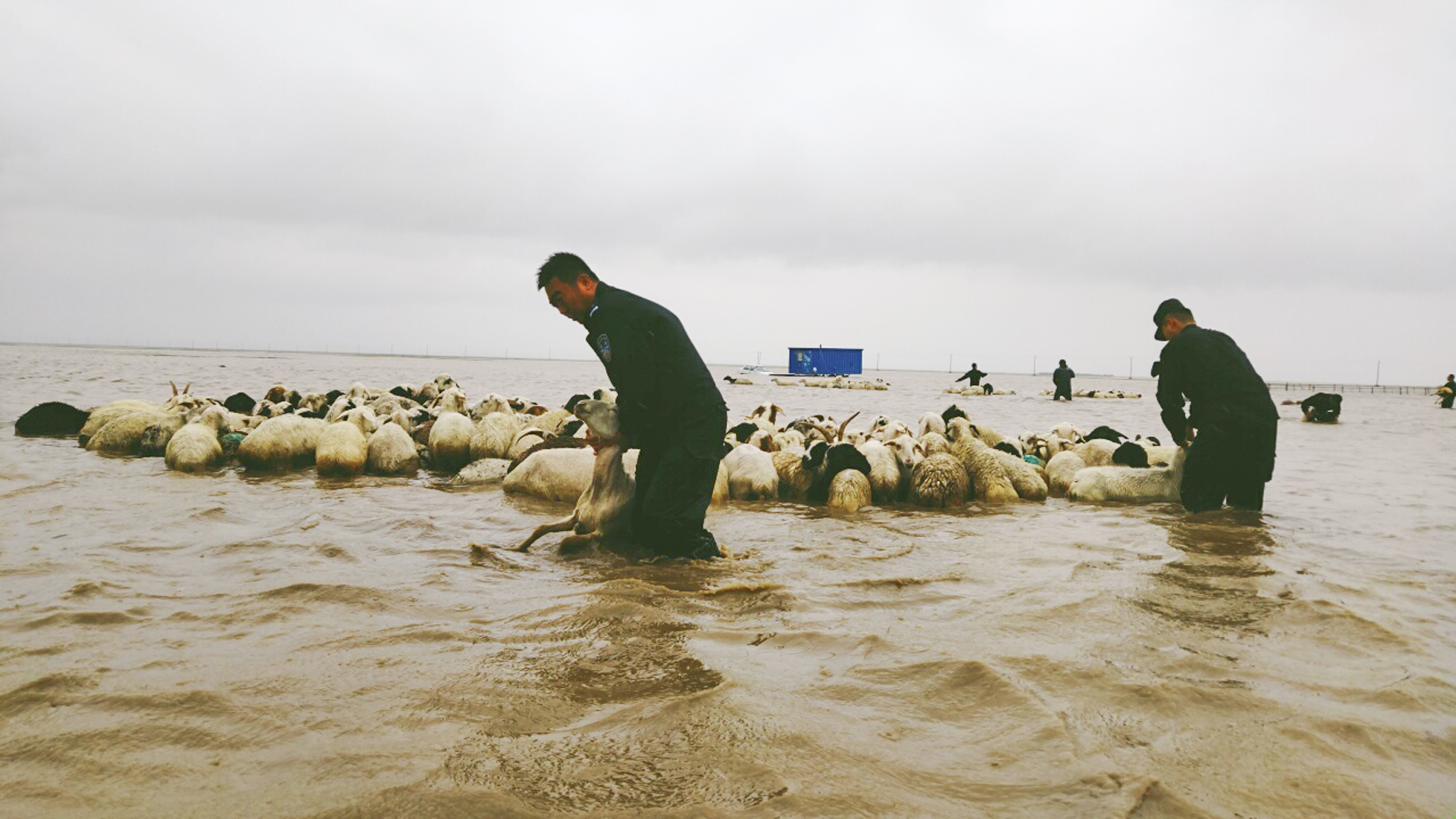 內蒙古呼倫貝爾：牧民千隻羊被困水中 民警奮戰10小時全部救出