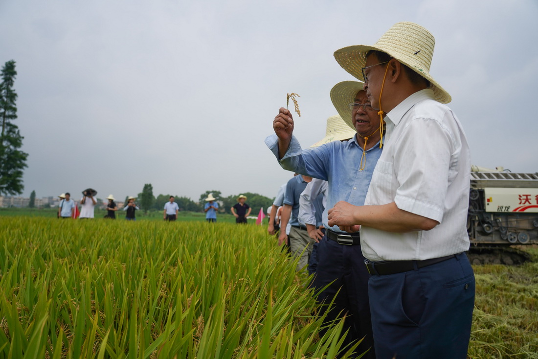 7月19日，专家们在查看“中科发早粳1号”的稻穗。