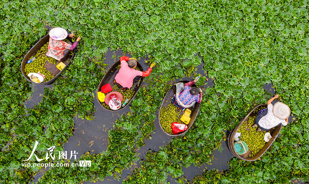 2021年7月24日，江蘇省海安市白甸鎮周垛村村民劃著菱桶採摘菱角。