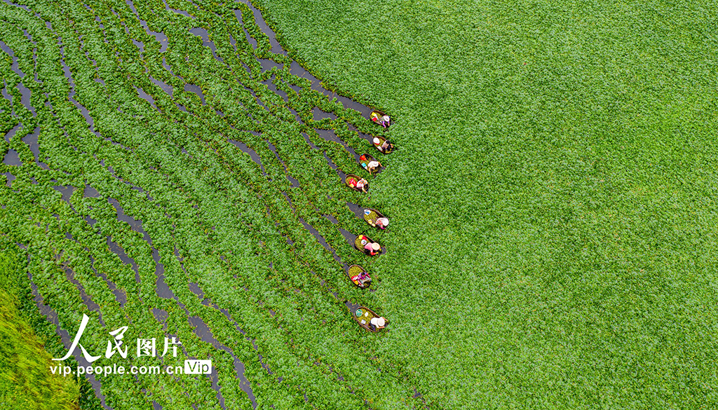 2021年7月24日，江蘇省海安市白甸鎮周垛村村民劃著菱桶採摘菱角。