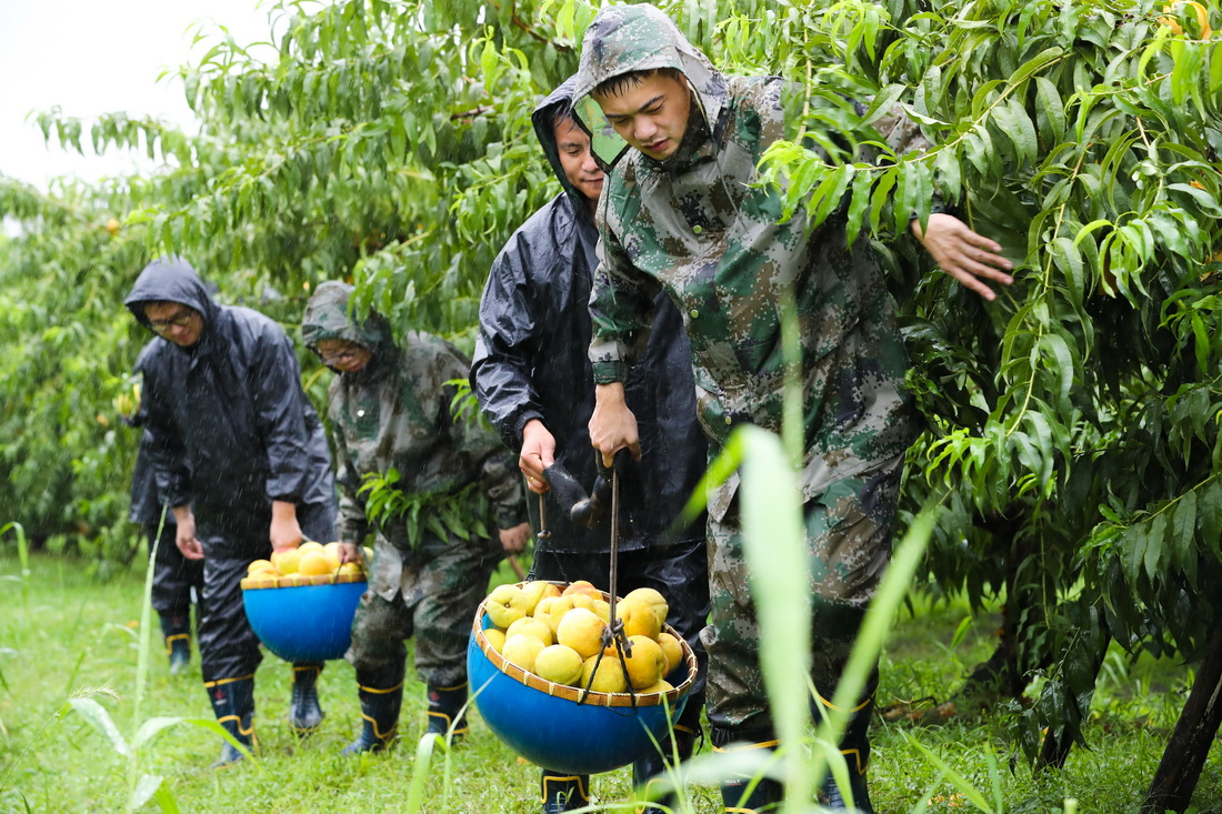 7月26日，在浙江省湖州市德清縣鐘管鎮曲溪村一處果園，救援人員幫助果農搶收桃子。新華社發（王正 攝）