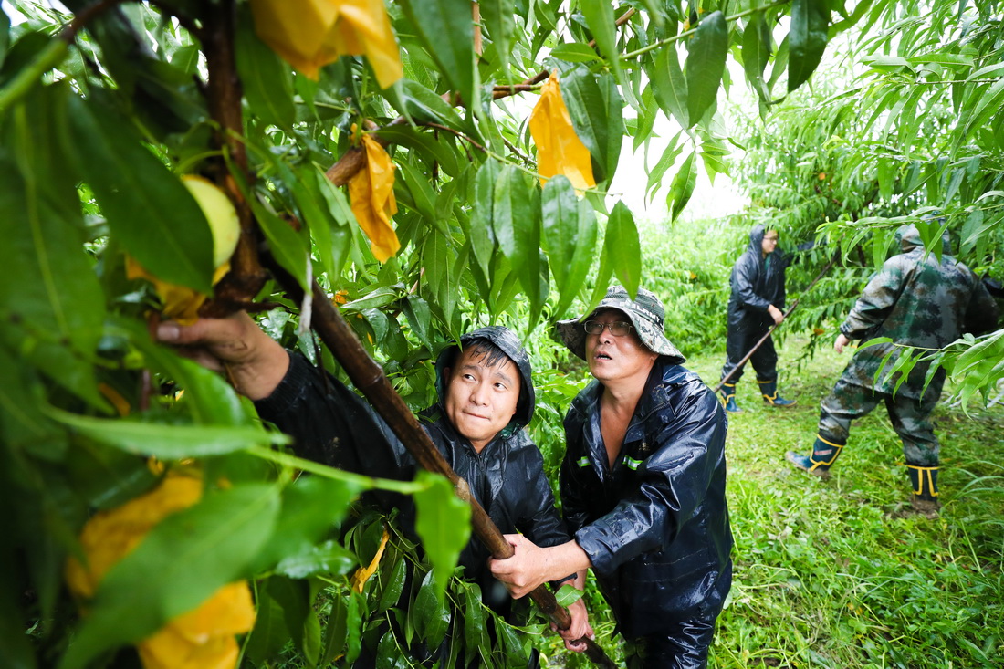7月26日，在浙江省湖州市德清縣鐘管鎮曲溪村一處果園，救援人員幫助果農加固被台風吹倒的桃樹。新華社發（王正 攝）