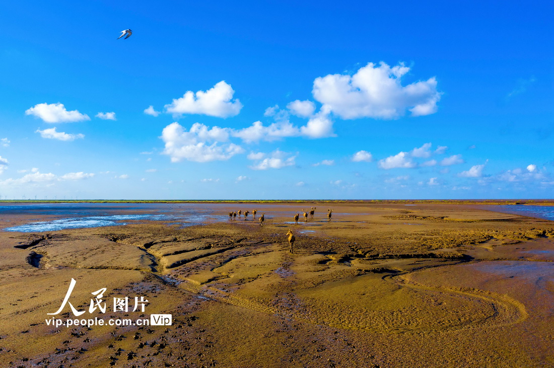 2021年8月4日，江蘇省東台市條子泥海濱，野生麋鹿在灘涂沙洲上嬉戲。