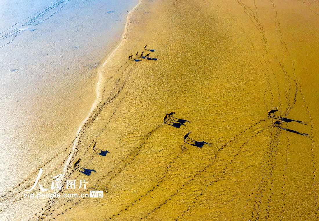 2021年8月4日，江苏省东台市条子泥海滨，野生麋鹿在滩涂沙洲上嬉戏。