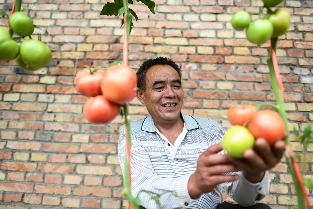 8月5日，魏金明在玉树市结古镇新寨村的蔬菜基地查看西红柿长势。