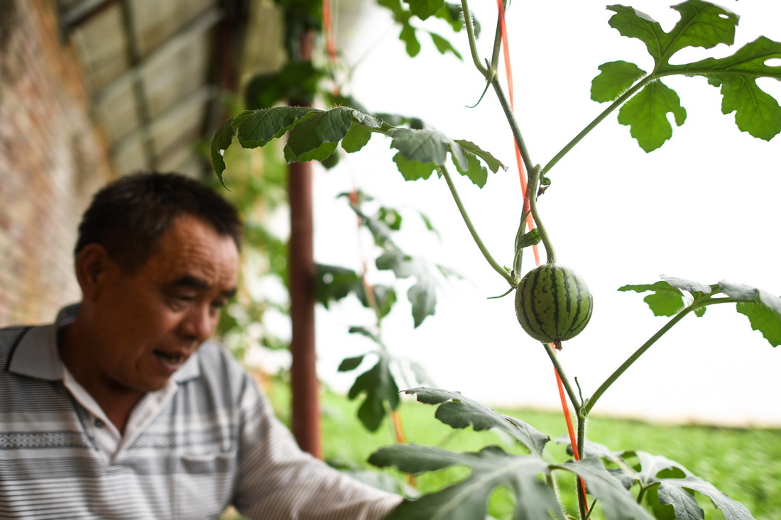8月5日，魏金明在玉树市结古镇新寨村的蔬菜基地查看西瓜长势。