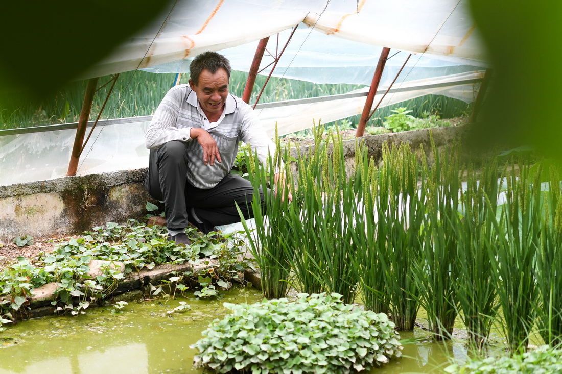 8月5日，魏金明在玉树市结古镇新寨村的蔬菜基地查看水稻长势。