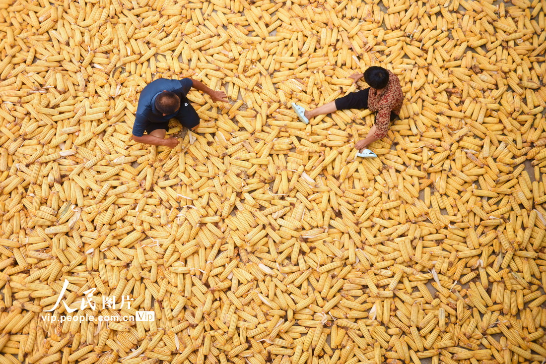 2021年8月9日，山东省临沂市郯城县马头镇杨庄村农民在晾晒玉米。