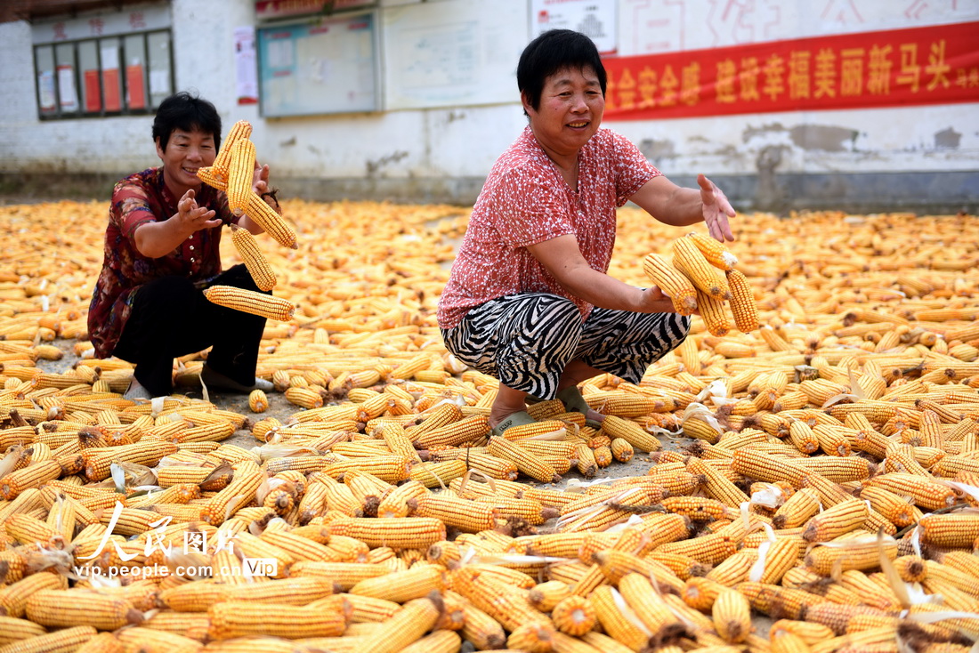 2021年8月9日，山东省临沂市郯城县马头镇杨庄村农民在晾晒玉米。