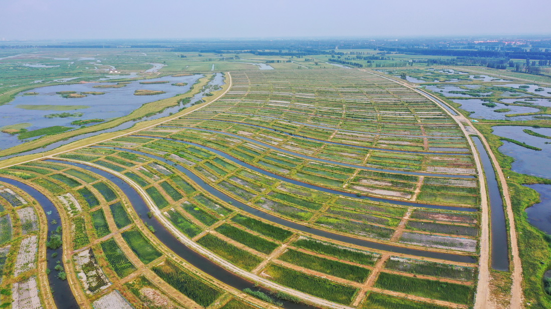 這是雄安新區府河河口濕地水質淨化工程現場，府河常年有水入白洋澱（8月14日攝，無人機照片）。