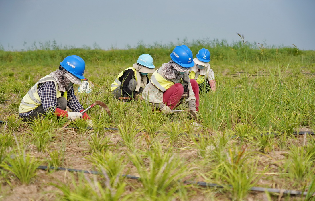 8月14日，工人在雄安新區藻苲澱退耕還澱濕地恢復工程項目區內清理雜草。