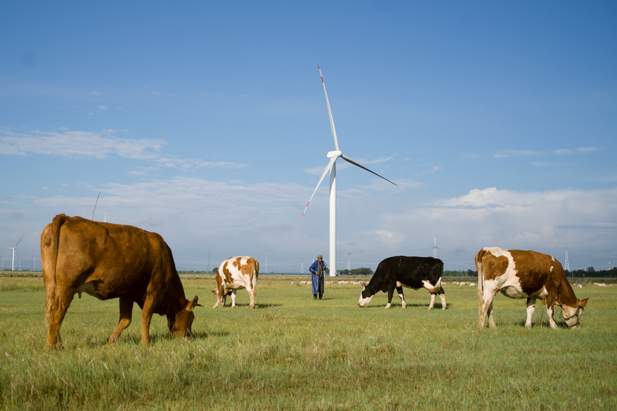 張北草原上，新能源事業與牧民生活和諧發展。
