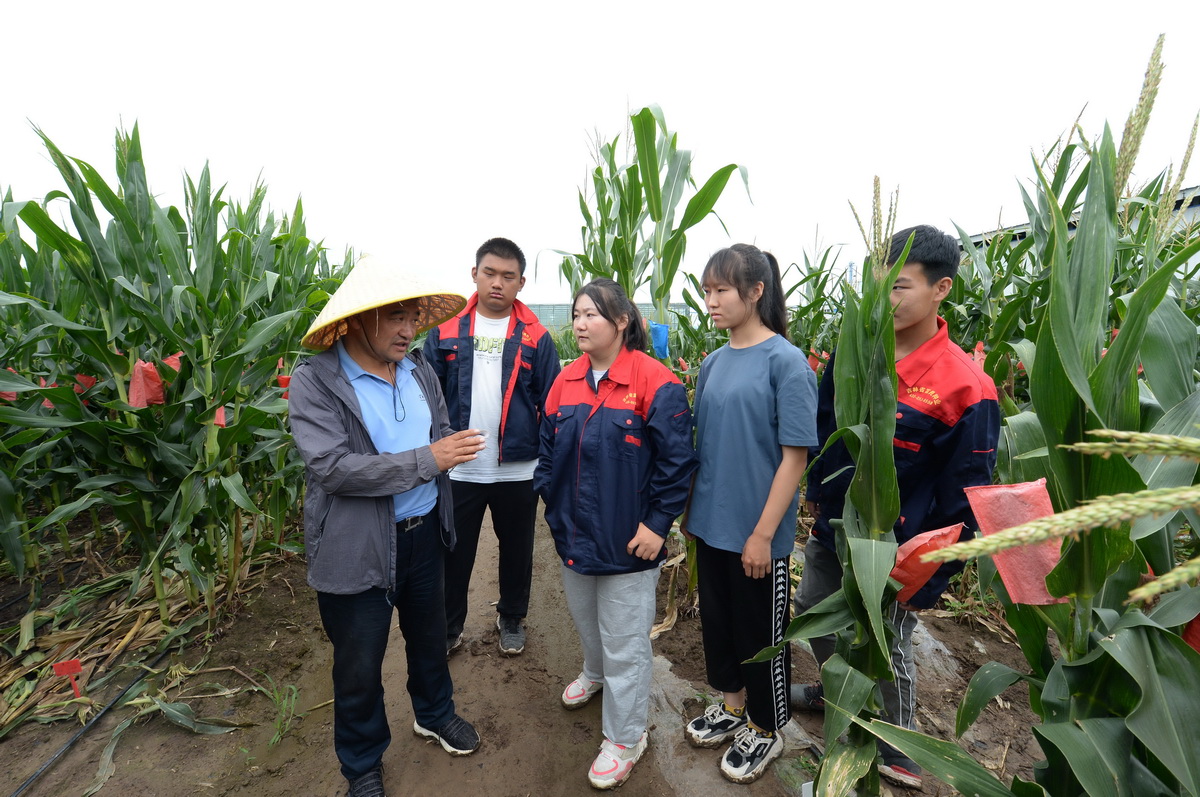 富民种业科技示范园负责人张彦民（左一）给大学生普及抗倒伏玉米相关知识（8月11日摄）。