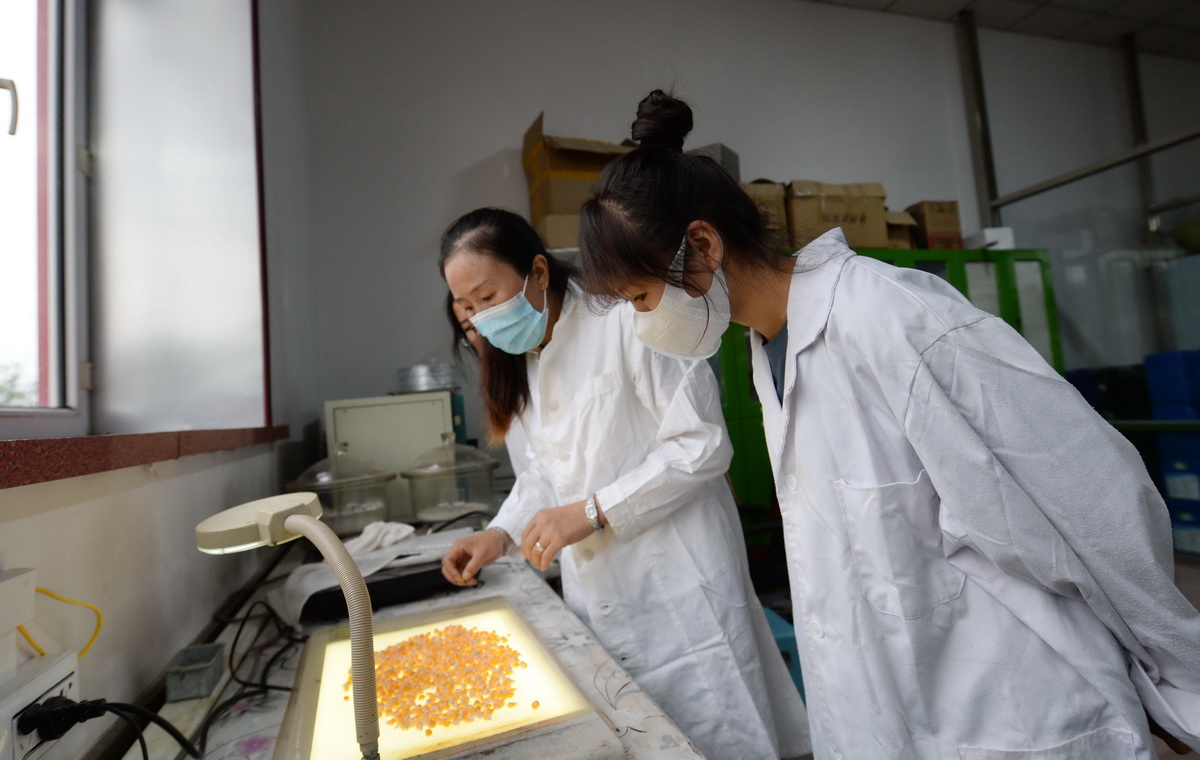李水英（右）在富民种业科技示范园实验室里学习精选玉米种子（8月11日摄）。