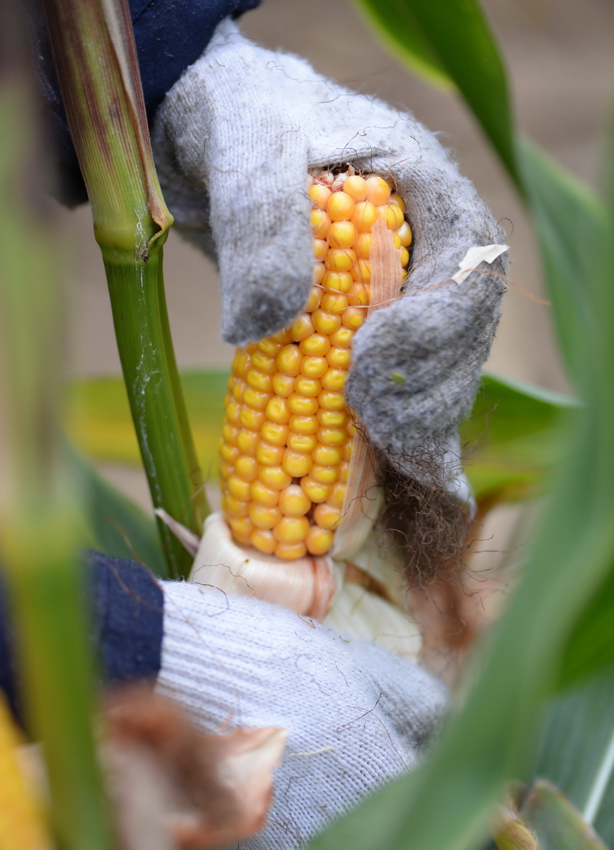 李水英在田里采集玉米（8月11日摄）。