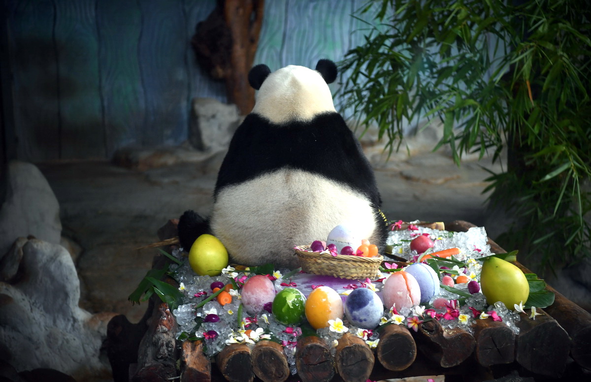 8月22日，大熊貓“舜舜”背對觀眾品嘗美食。