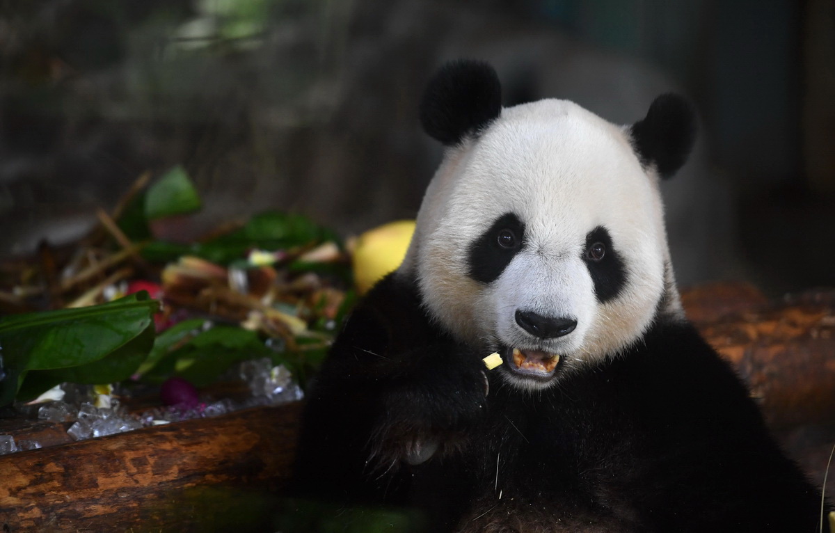 8月22日，大熊貓“舜舜”在品嘗美食。