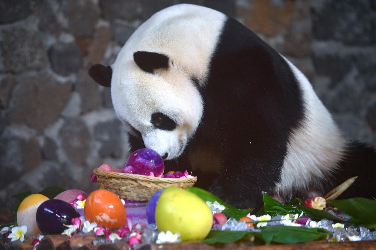 8月22日，大熊貓“舜舜”在品嘗“生日蛋糕”。